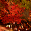 紅葉狩り