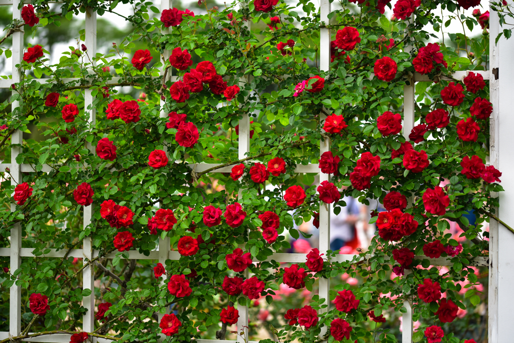 赤いバラの壁