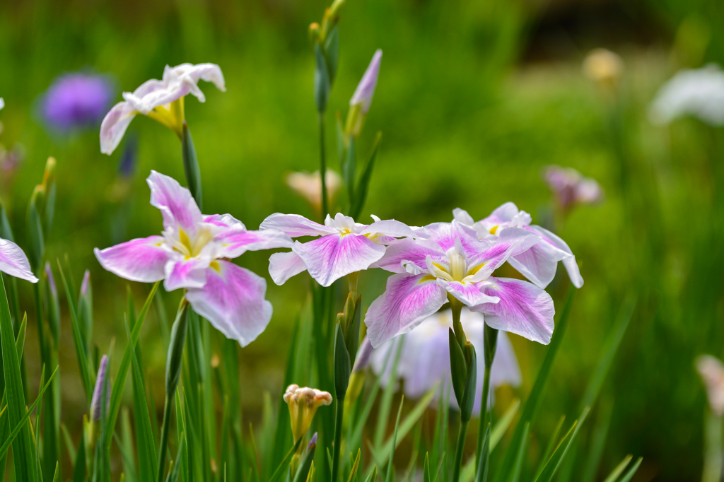 花菖蒲、また来年