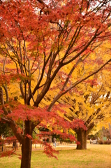 紅葉＆黄葉の競演