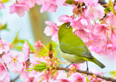 春の恵み