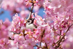 私も桜に似合うよ