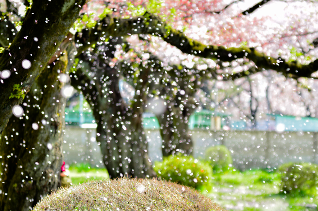 夢吹雪１