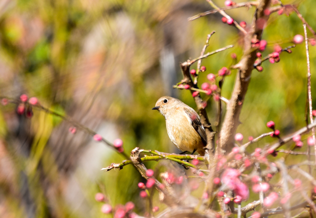 春ジョビ