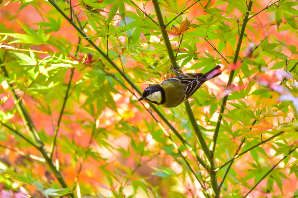 シジュウカラの秋