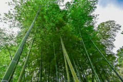 竹林