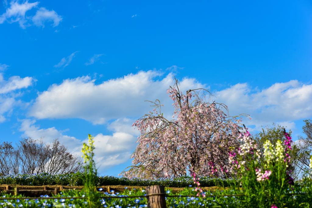 枝垂桜とネモフィラのコラボ