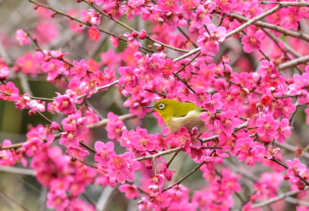 春が来た