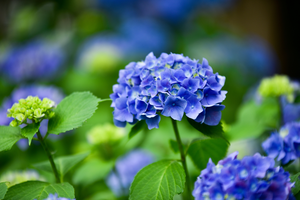 紫陽花