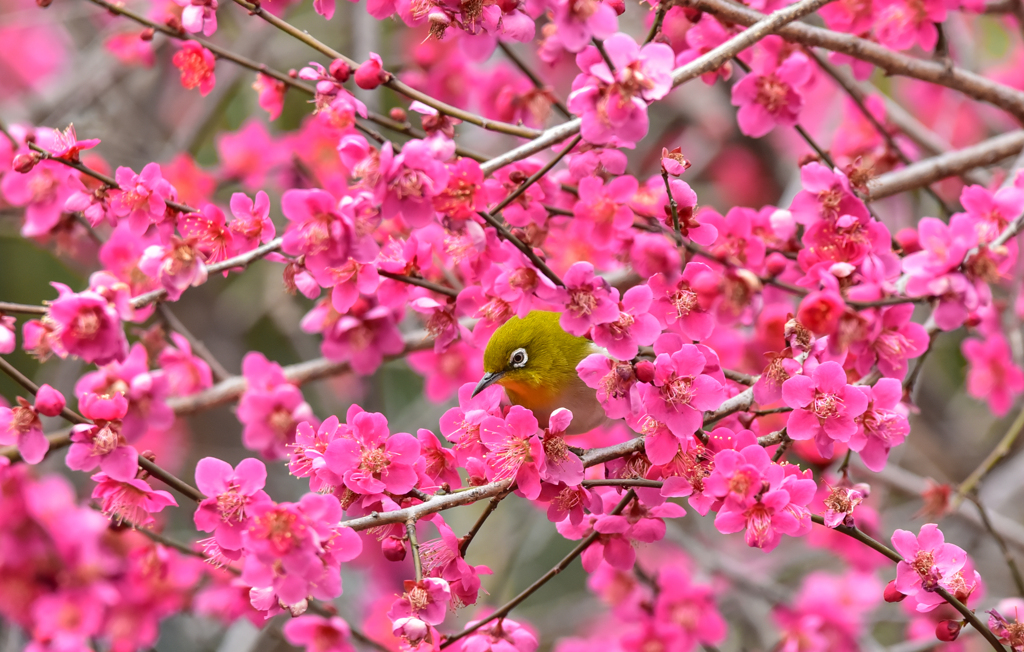 春が来た