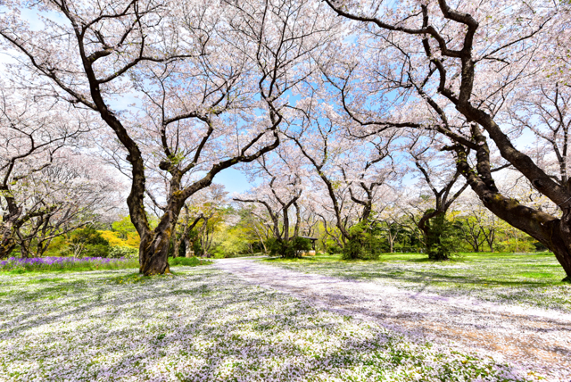 桜の花道