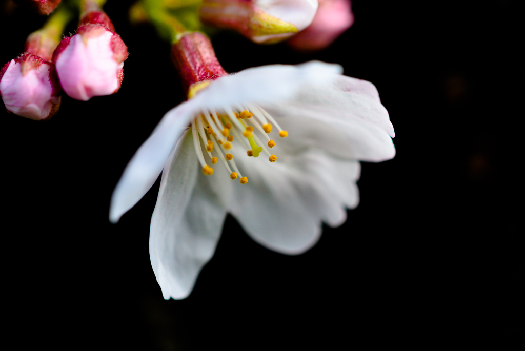開花宣言