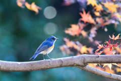 幸せ呼んでくれる青い鳥