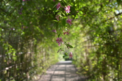 花のトンネル