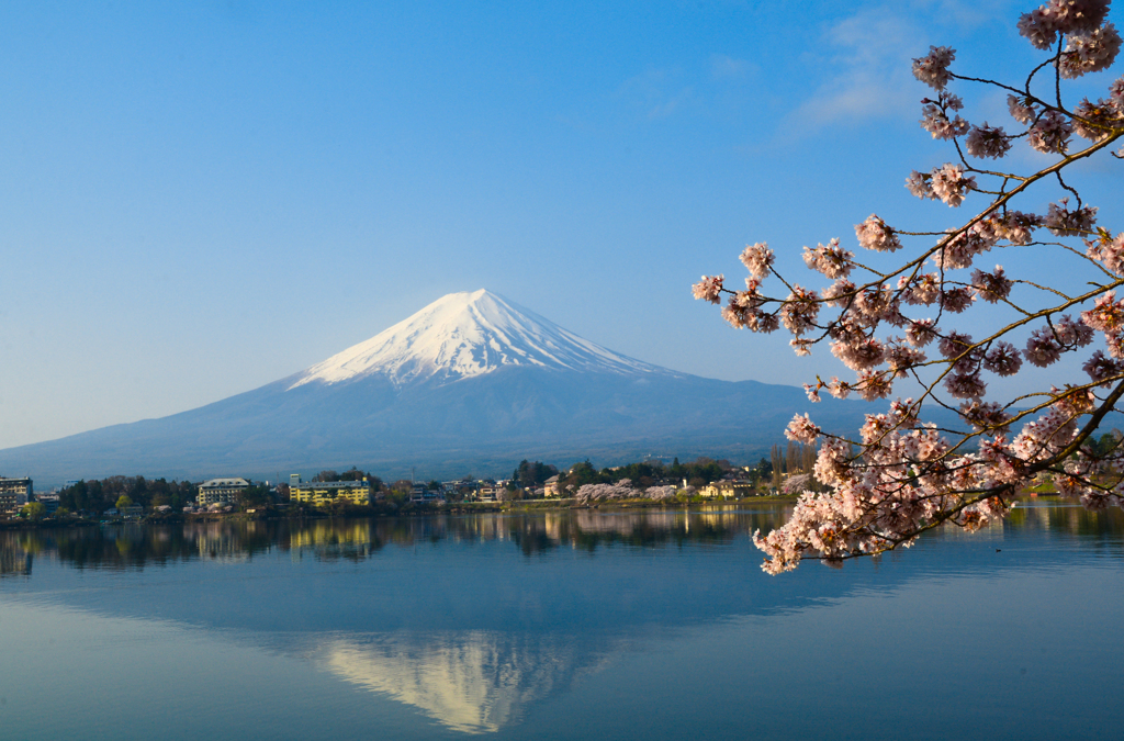 桜富士１