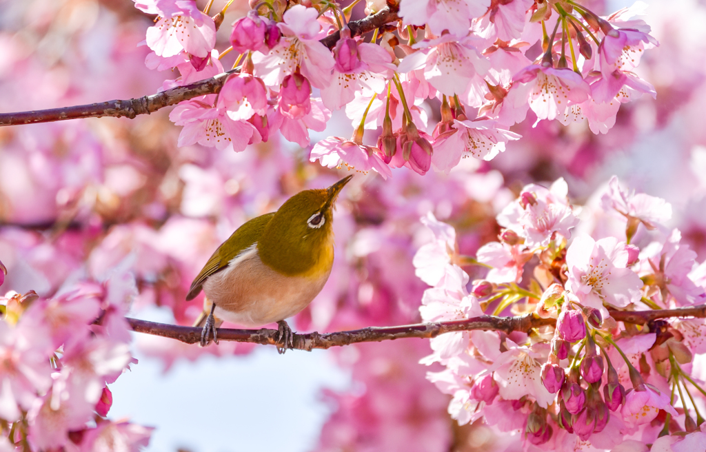 桜ジロ