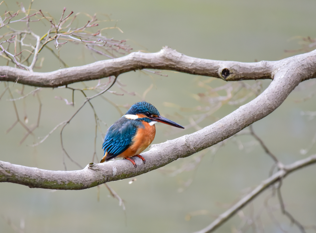 春のカワセミ