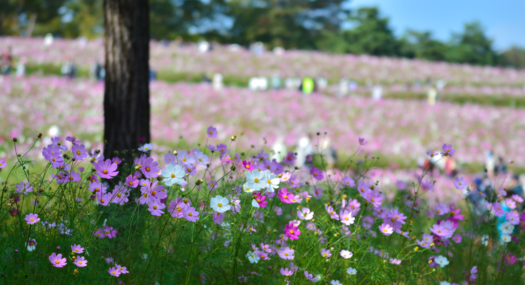 秋桜のパノラマ