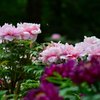 花宴１