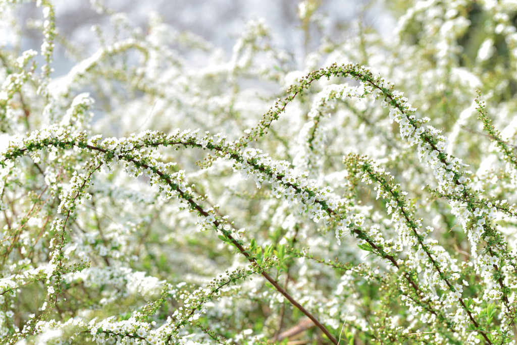 春雪