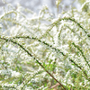 春雪