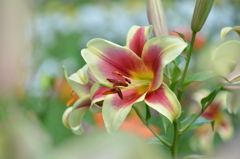 正月の花