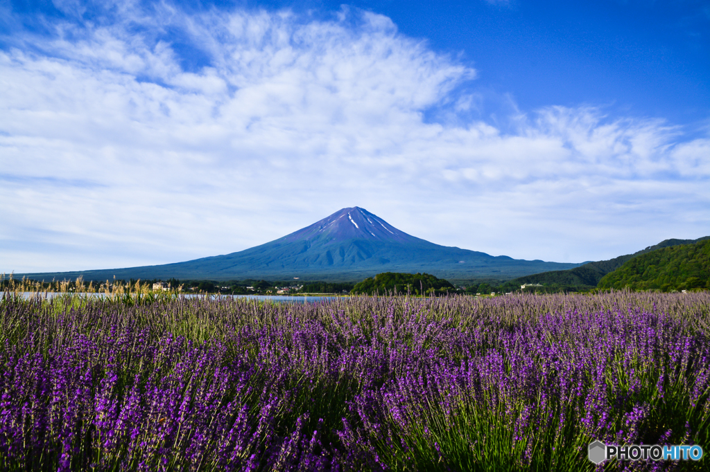 ラベンダーの香りに包まれる富士山