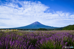 ラベンダーの香りに包まれる富士山