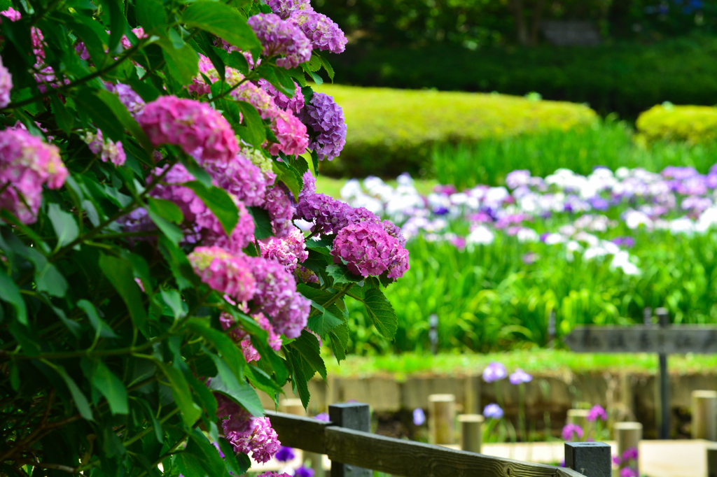 花菖蒲を眺める紫陽花