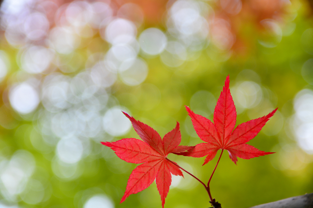 春紅葉