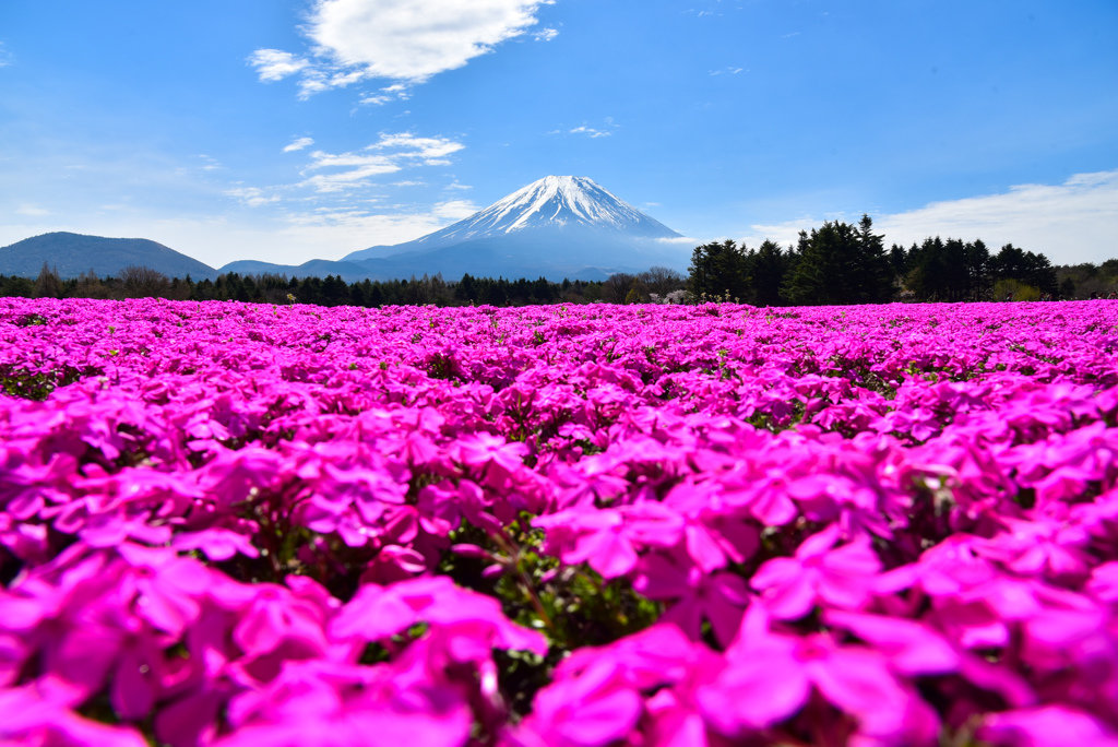 芝桜から見る富士