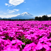 芝桜から見る富士