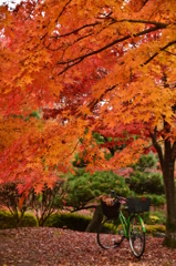紅葉めぐり