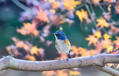幸せ呼んでくれる青い鳥