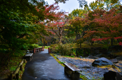 雨中散歩