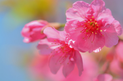 春の色－寒緋桜