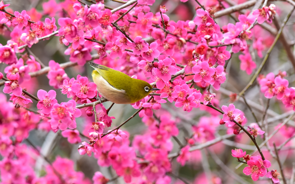 春が来た