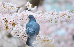 桜ポホ