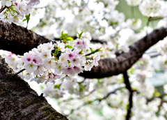 桜開花