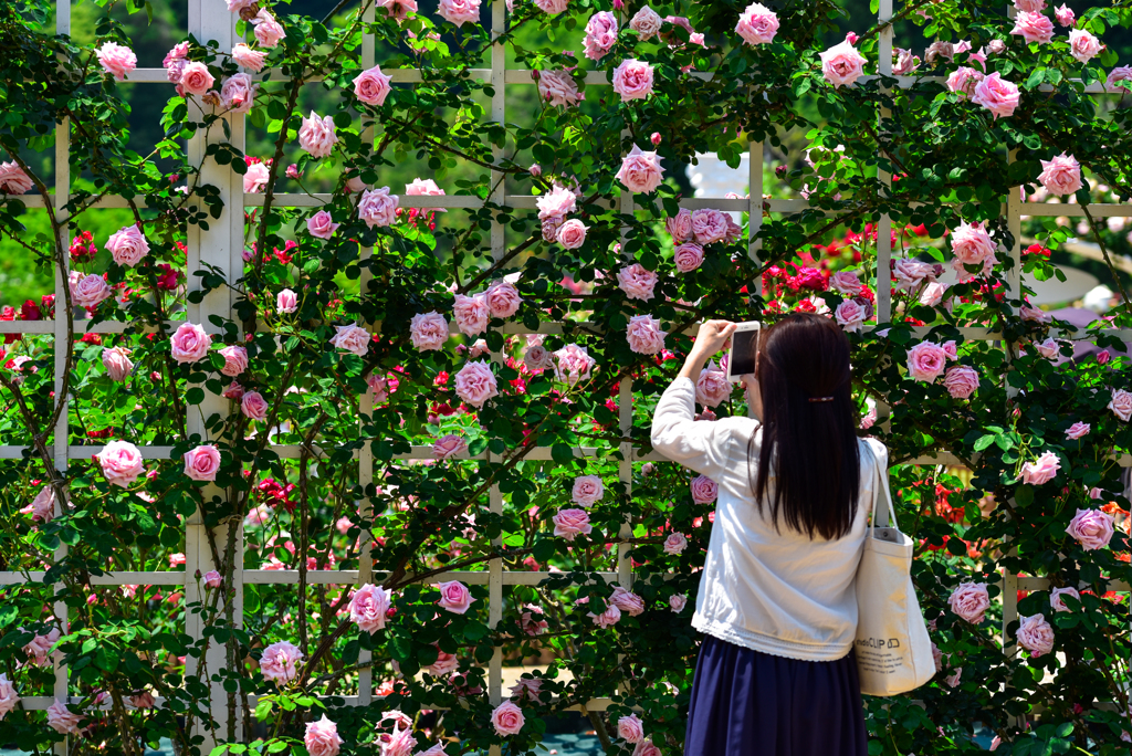 薔薇を撮る