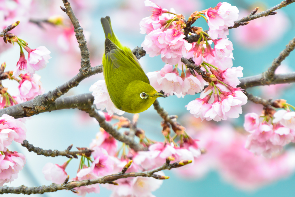 桜ジロー