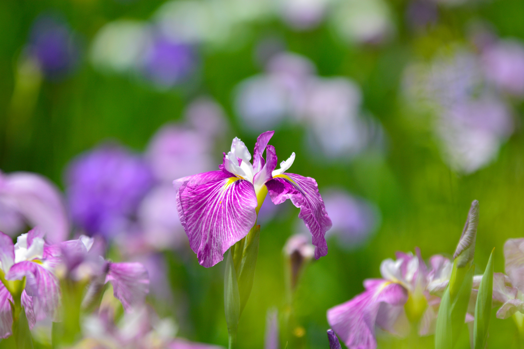 花菖蒲