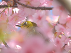 春に包まれて