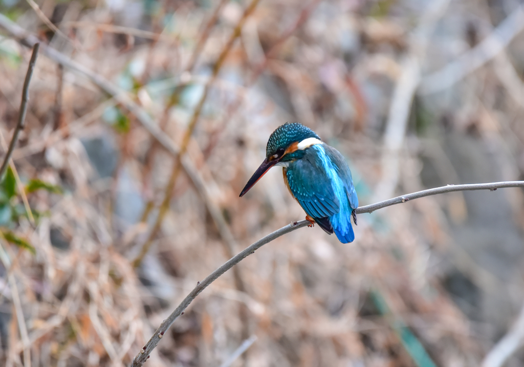 春のカワセミ