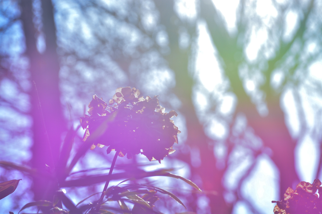 冬の花