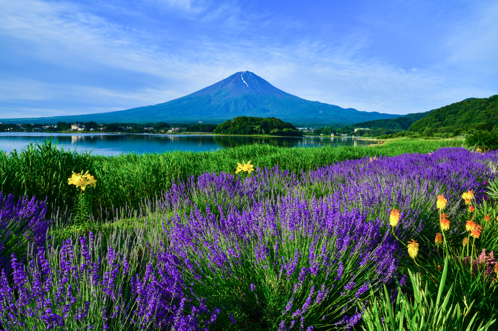 富士に捧げる夏花