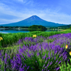 富士に捧げる夏花