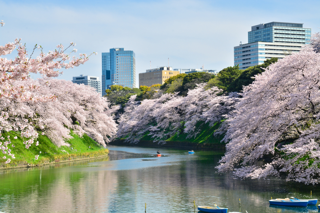 定番の桜２
