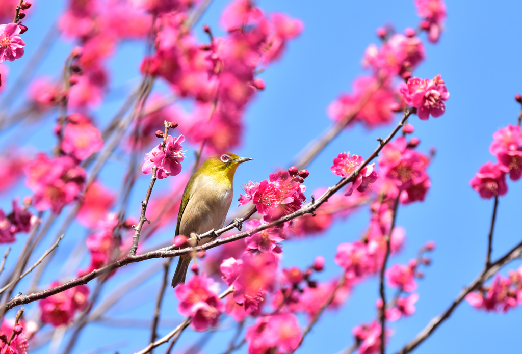 ウメジロ