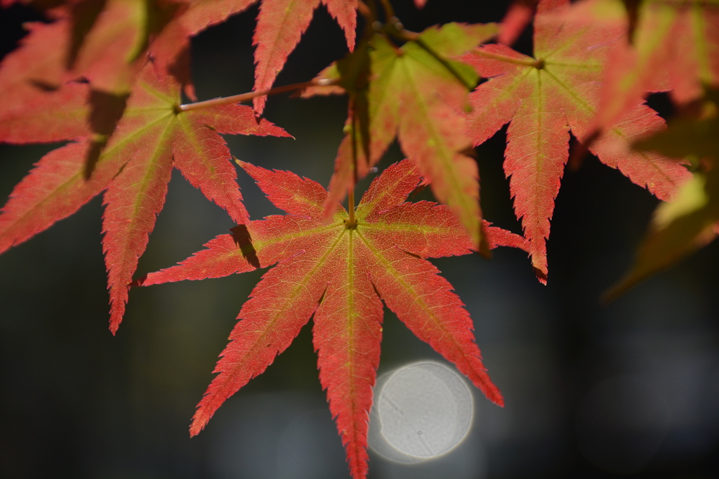 紅葉の気配